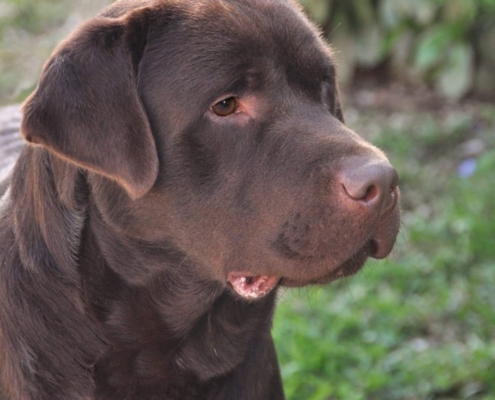 Maschi Labrador - Dei Tre Laghi