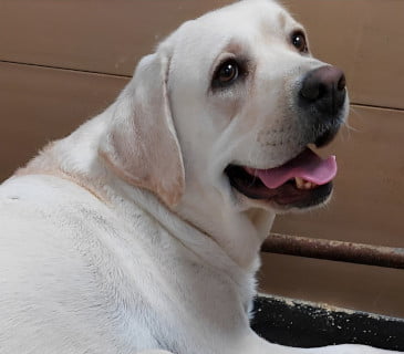 Ginger Dei Tre Laghi - Labrador Retriever